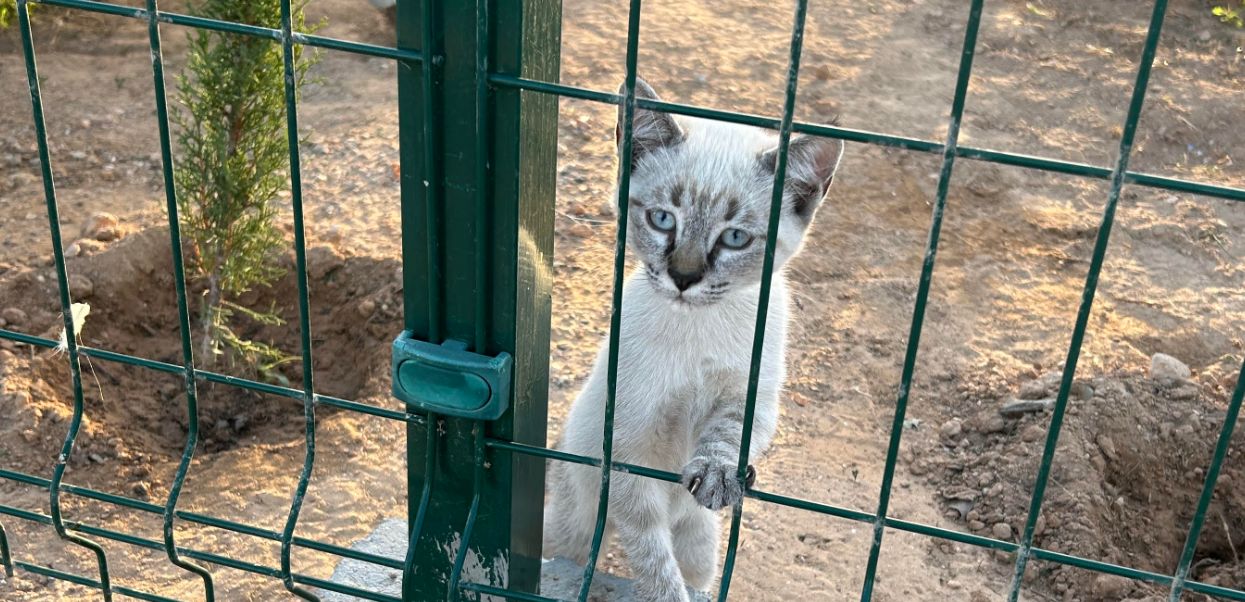 Armas hallivalge kirju kassipoeg siniste silmadega vaatamas läbi aiavõrgu