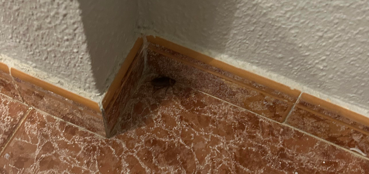 Suur cucaracha toanurgas põrandal