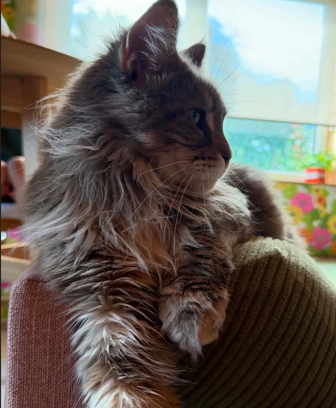 Maine Coon nimega Hunter poseerimas elutoa diivani peal