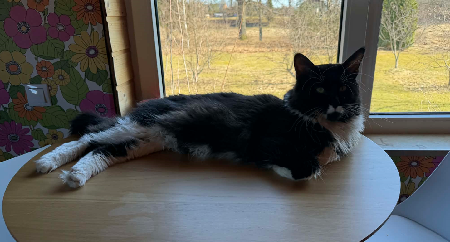 Must-valge Maine Coon Bruno lebamas söögilaual