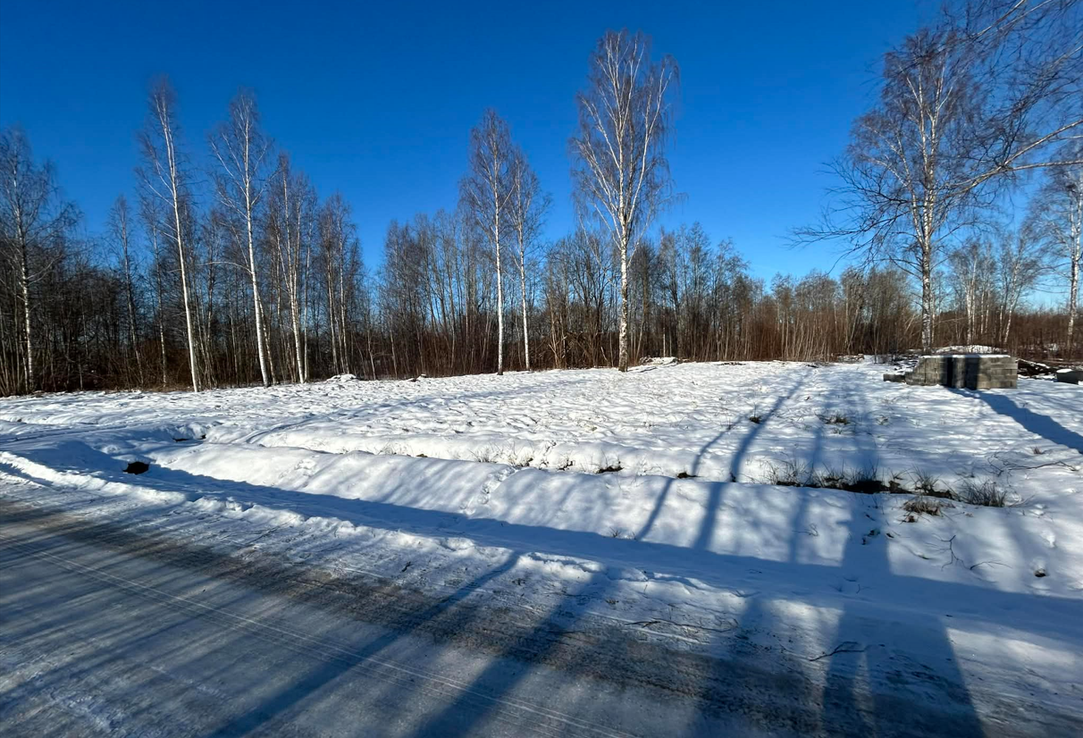 Looduskaunis lumine kinnistu suurte kasepuude ja väikse tihnikuga
